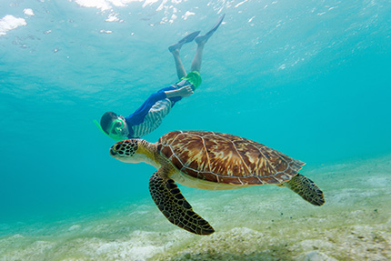 Swim with the turtles